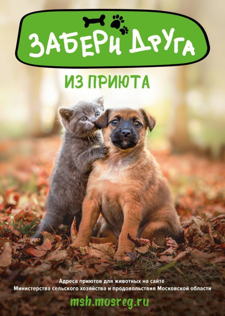 Забери друга из приюта